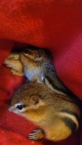 We have a third baby chipmunk joining the group! Sticking with the family name theme, this little lady is Marie, named after my mom. 🥰 She was a little standoffish at first but quickly warmed up to Hazel and Edward. Marie was caught by a cat, so she's had a course of antibiotics to ward off any bacteria contained in cat saliva, which can be deadly to small animals. #babychipmunk #chipmunk #chipmunkrescue #wildliferehabber #wildliferehabilitator #wildliferehab #wildliferescue #chipmunksofinstagr