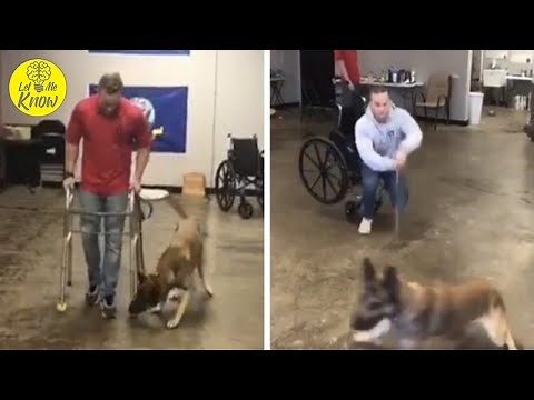 German Shepherd Adorably Fails Service Dog Test, But Has Everyone In Stitches