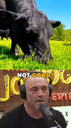 The Truth About Grain Fed vs Grass Fed Beef - Joe Rogan