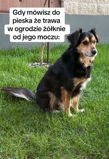 Według mnie jest elegancko 😁😂 oznaczam teren! Mój teren! 😀🤪