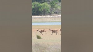 Spotted deer running shorts