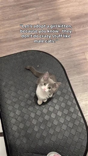 She adjusted so well😹 . . . #cat #catlover #fyp #catlife #catoftheday #catsofinstagram #catstagram #tuxedocat | Whiskey and Stormy