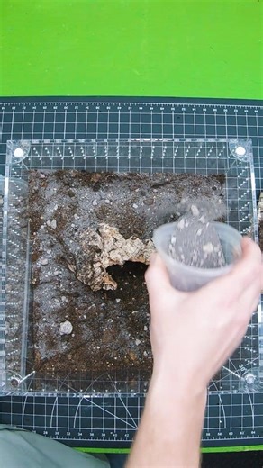 86K views · 1.1K reactions | Can you guess what species I'm building this enclosure for? I show you at the end! | The Tarantula Collective | Facebook