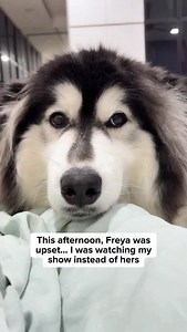 Does your dog watch TV too, or is Freya the only one who demands her shows? 😂 • • #husky #huskylife #huskylove #dogvideos #funnydogs #dogwatchingtv #bluey #dogmom #dogreels #huskiesofinstagram #doglover #dogsofinstagram | Maru Husky