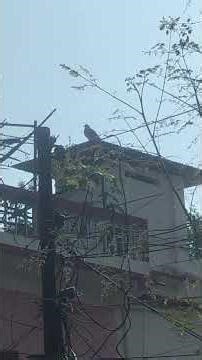 Early Morning with Doves and Sparrows | Peaceful Nature Sounds to Start Your Day