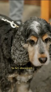 673K views · 3.1K reactions | Walks With Harris Have Turned Into Battles  #CockerSpaniel #Spaniel #dogtraining | Dogs Behaving Very Badly | Facebook