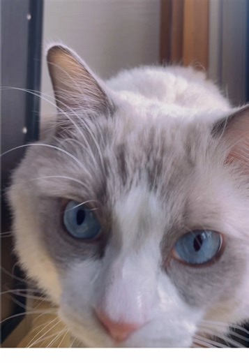 猫ごろごろASMR#猫 #ラグドール #cat #asmr @【まお】抱っこ大好きラグドール