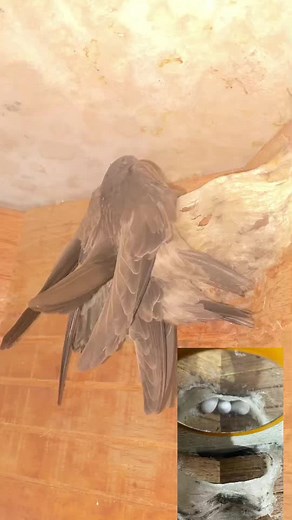 Pigeons Interacting in Their Nest: A Close-Up View