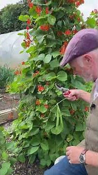 Runner Bean Bonanza: How to Boost Your Harvest! #growyourownfood