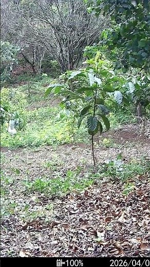 A Southern Pigtail Macaque inspects our biodiversity camera 🐒🌳🎥 #cameratrap