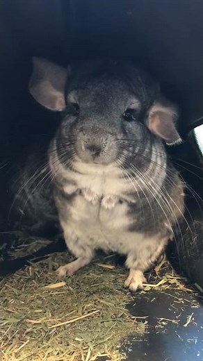 Angry Chinchilla at the vet