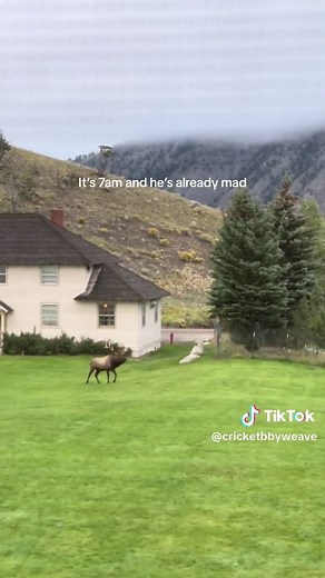 Looking for his ladies and a good bull fight #elktok #elk #elkrut #yellowstonenationalpark