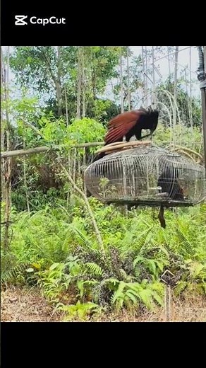 Birds trapping #birds #wildliferescue #animaltrap #wildlife #birdtrap #nature #birdwatching #for