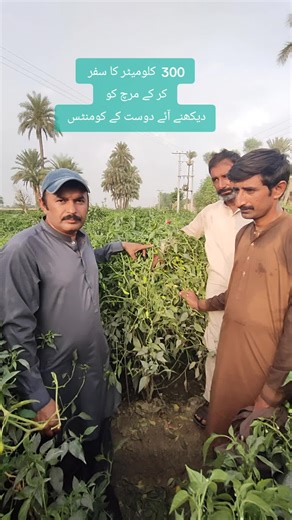 Mian Shahid on TikTok