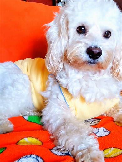 amiguitos, que si puedo hacer?🥺 #perrostiktok #dogsoftiktok #mascotas #humor