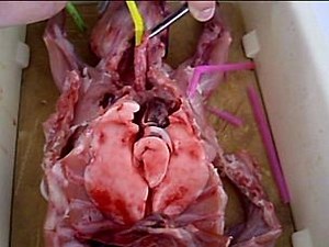 Sciences de la vie et de la Terre - Site SVT Académie de Versailles