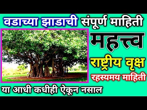 vadachya zadachi mahiti | वडाच्या झाडाची माहिती | vadache zad | vada chi mahiti | zadachi mahiti
