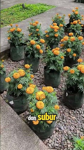 Planter Bag Untuk Taman Rumah Lebih Tersusun