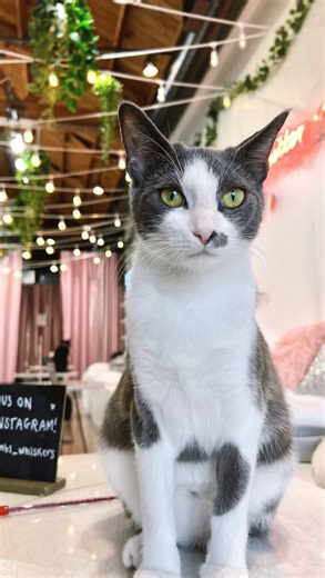 Gemma has already lost so much. 💔 She was rescued while suffering birth complications, and out of her entire litter, only one kitten survived. Her daughter, Emma. Since that day, the two of them have never left each other’s side. Gemma is a gentle, loving mama who adores other cats, enjoys playtime, treats, and quiet cuddles. She gives so much love, even after everything she has been through. Born without a tail, this sweet manx girl carries her strength in her heart instead. Gemma has done her