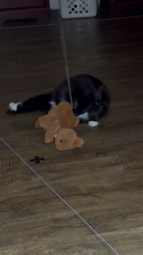 Thats squirrel assault!