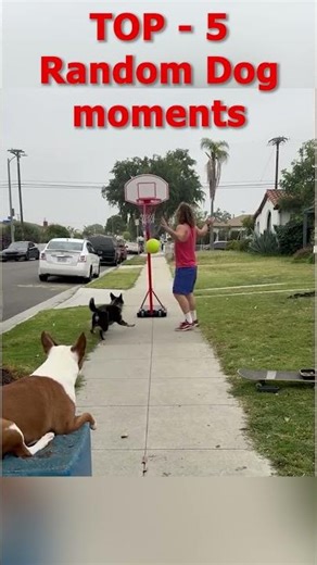 Top 5 random dog moments. #funny #dogdance #random #pets