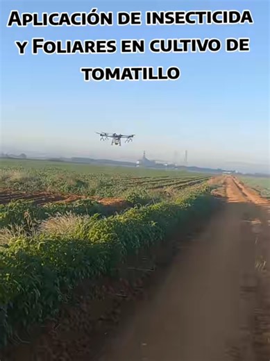 Aplicación en bajo volumen de agua con dron agrícola #tomatillos #calidaddron #agricultura #dronesagricolas #agroteknologi