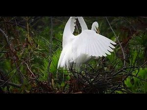 Nesting Great White Egrets