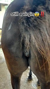 the wedding process of the cute one" part 8 😬😬‼️ | Bima Stable