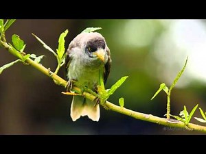 Noisy Miner Call #nature #birds #birdsounds