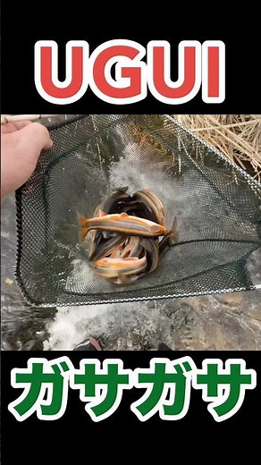 遡上したウグイを爆烈ガザガサで一網打尽！ #琵琶湖 #ウグイ #ガサガサ