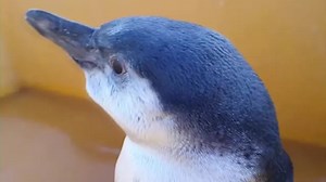 Lost Humboldt penguin rescued in northern Chile