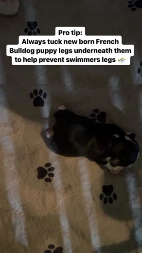 Understanding Swimmer’s Syndrome in Puppies: Causes, Treatment, and Care