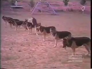 672K views · 5K reactions | Companhia de Operações Especiais da Polícia Militar do estado de São Paulo (1976). | Coronel Telhada | Facebook