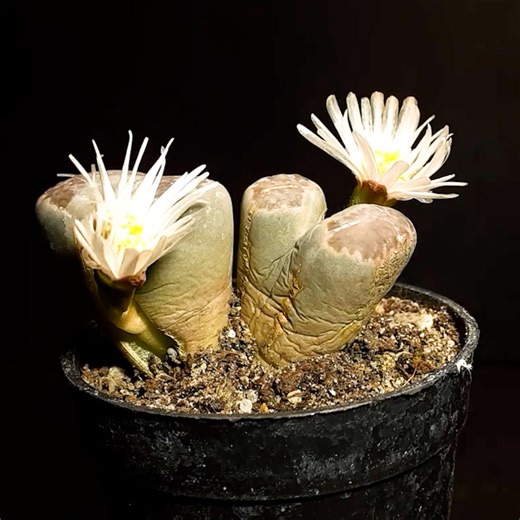 19K views · 80 reactions | Watch nature work its magic  | MetDaan Cakes | Facebook