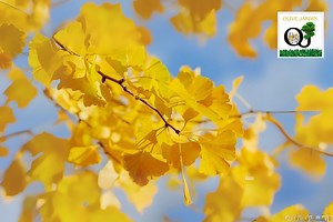 10 Ginkgo Biloba Seeds – Maidenhair Tree Seeds, Golden Fall Color - Etsy