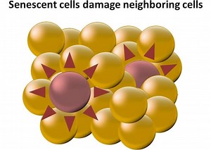 Senolytics – Taking Out The Trash Might Keep You Fit And Healthy – Lifeboat News: The Blog