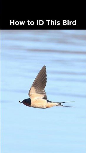 Can you identify this bird in flight?