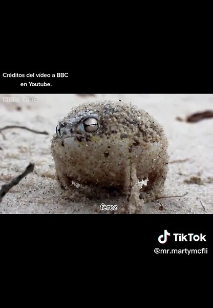 Sonorous War Cry of an Angry Frog - Desert Rain Frog