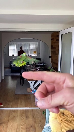 Amazon Mango on TikTok