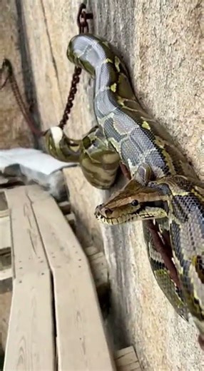 This Cliff Walk Made My Legs Shake… Then a Python Showed Up 🐍