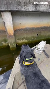 Otto's the hardest working dog in Florida | Python Cowboy Hunts