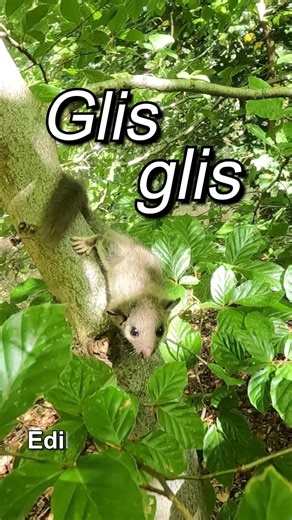 Edible Dormouse Climbed On My Leg! 🐭 | Glis glis in the Chilterns #wildlifedetective