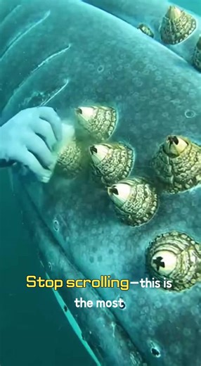 Experience American Freedom on the Open Road