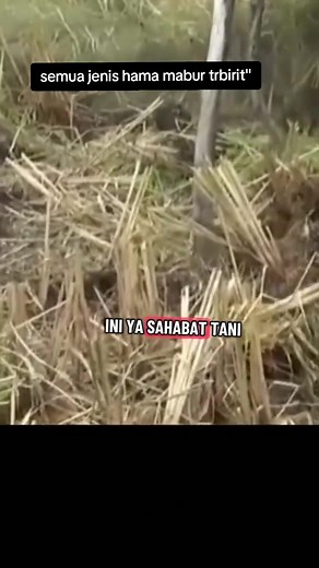 Pembasmi segala jenis hama sawah LIMPO GOLD 550SL 1liter https://vt.tokopedia.com/t/ZSH3XAHot2Nsw-M0nu5/ | Percil Bwi