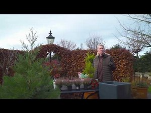 Pflanzanleitung "Mammutbaum für die Terrasse"