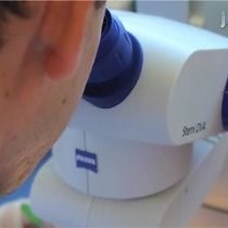 Video: Analysis of Trunk Neural Crest Cell Migration using a Modified Zigmond Chamber Assay