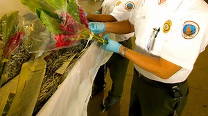 Agriculture Inspection