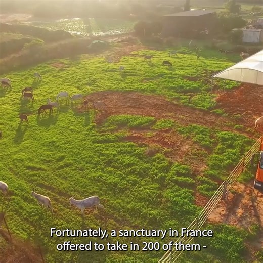 They are HOME! A massive international translocation saw us flying 200 rescued donkeys from Israel to a beautiful sanctuary in France – all through your support. Watch the video to see hundreds of happy donkeys arriving at their new forever home. Read the full story: https://bit.ly/3Tmbe1n | Network for Animals