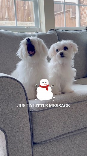 From our senior paws to yours, we wish all our dog friends a holiday season filled with wagging tails, warm snuggles, and plenty of treats. May you stay healthy and joyful for many more years to come! Happy Woofmas! 🎄 #maltese #dog #maltesedog #santapaws #merrychristmas #christmaswish #doglover #foryourpage #dogsofinstagram #malteseofinstagram | Maltese Angels - A-Rod and Bailey