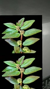 19 shares | OverviewBenefits Of Tawa-tawa 14 Amazing Health...